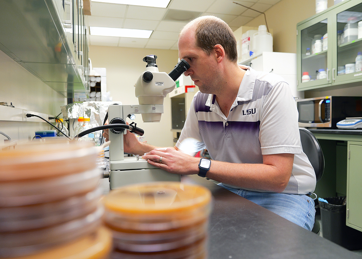 New discoveries advance understanding of Cercospora in rice 